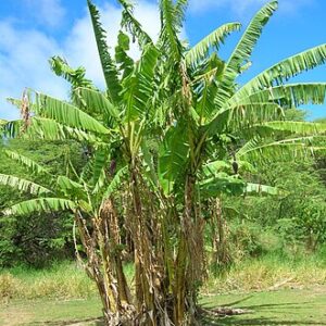 Musa nono TC Plantlet