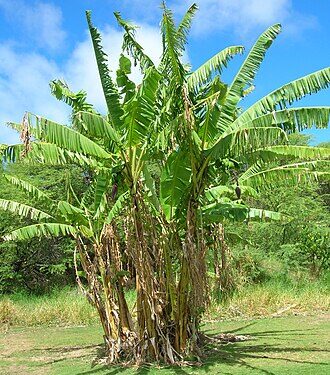 Musa nono TC Plantlet