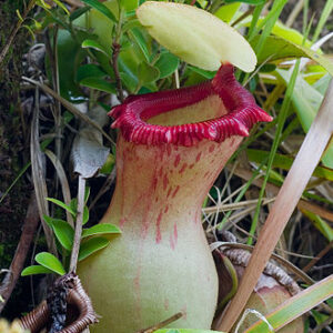 Nepenthes ventricosa TC Plantlet