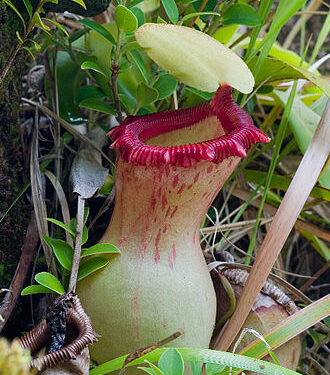 Nepenthes ventricosa TC Plantlet