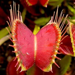 Dionaea muscipula TC Plantlet — Venus Fly Trap