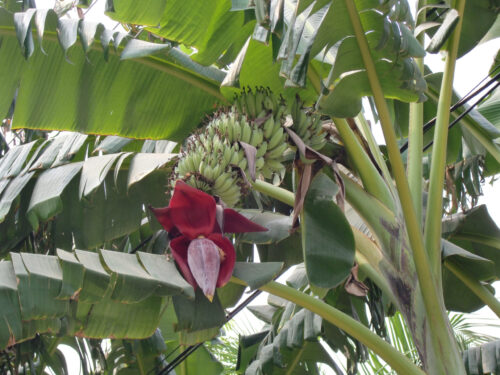 Musa acuminata Dwarf Cavendish tissue culture kit