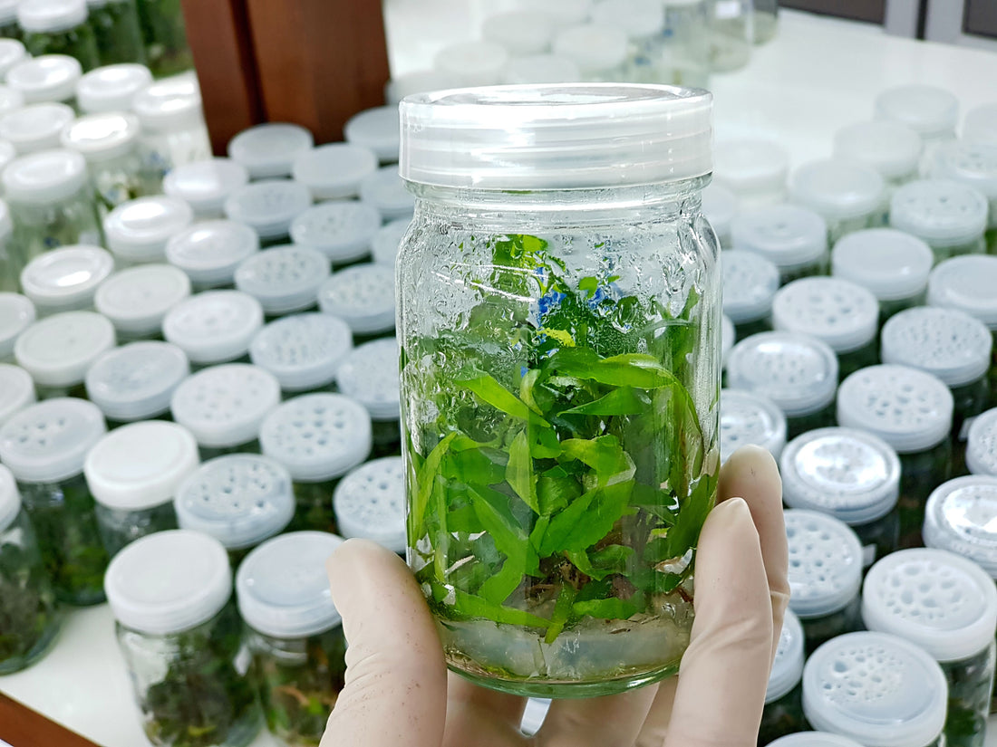Gloved hand holding plant tissue culture jar with propagating shoots, culture room background