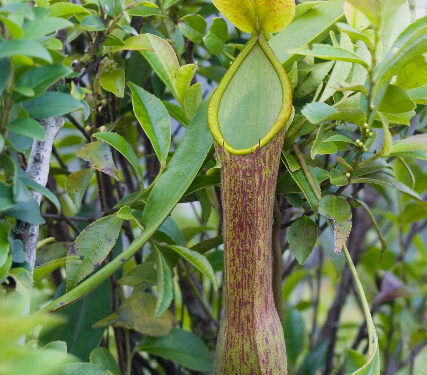 Nepenthes alata pitcher plant in natural habitat, Luzon Philippines