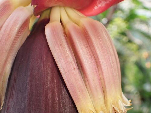 Musa acuminata (Wikimedia Commons)