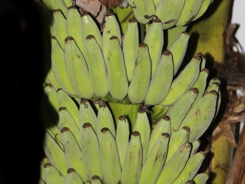 Pisang Awak / Karpooravalli banana (Wikimedia Commons)