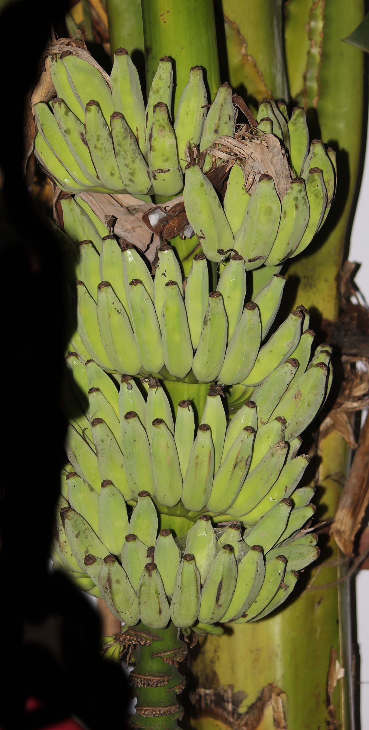 Pisang Awak / Karpooravalli banana (Wikimedia Commons)