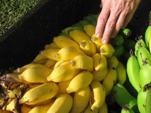 Mysore / Poovan banana (Wikimedia Commons)