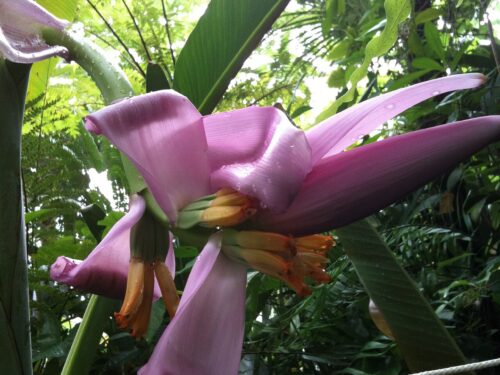 Musa (red banana) flower (Wikimedia Commons)
